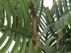 EUROPALMSKentia palm tree, artificial plant, 140cm