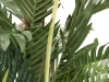 EUROPALMSKentia palm tree, artificial plant, 150cm