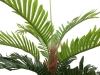 EUROPALMSKentia Palme, Kunstpflanze, 180cm