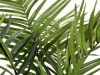 EUROPALMSKentia palm tree, artificial plant, 240cm