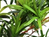 EUROPALMSPodocarpus tree, artificial plant, 90cmArticle-No: 82511520