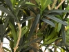 EUROPALMSPodocarpus tree, artificial plant, 115cmArticle-No: 82511522