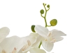 EUROPALMSOrchid, artificial plant, cream, 80cmArticle-No: 82530361