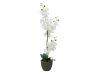 EUROPALMSOrchidee, Kunstpflanze, weiß, 80cm