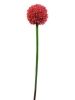 EUROPALMSAlliumzweig, künstlich, rot, 55cm
