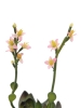 EUROPALMSSteinrose (EVA), Kunstpflanze, pink, 32cmArtikel-Nr: 82530572