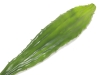 EUROPALMSAloe leaf (EVA), artificial, green, 60cmArticle-No: 82530581