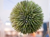 EUROPALMSSucculent Ball (EVA), artificial plant, green, 20cm