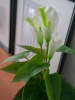 EUROPALMSMini Calla, artificial plant, white, 43cmArticle-No: 82540347