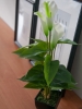 EUROPALMSCalla mini, Kunstpflanze, weiß, 43cm