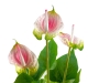 EUROPALMSAnthurie, Kunstpflanze, weiß pinkArtikel-Nr: 82540348