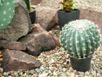 EUROPALMSBarrel Cactus, artificial plant, 34cmArticle-No: 82600063