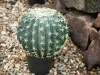 EUROPALMSBarrel Cactus, artificial plant, 34cmArticle-No: 82600063