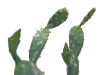 EUROPALMSNopal cactus, artificial plant, 76cmArticle-No: 82600064