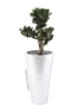 EUROPALMSBonsai podocarpus, artificial plant, 80cmArticle-No: 82600116