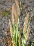 EUROPALMSFountain grass, artificial, 120cm