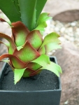 EUROPALMSAgave plant with pot, artificial plant, 75cmArticle-No: 82600160
