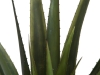 EUROPALMSAloe-Vera Pflanze, Kunstpflanze, 60cmArtikel-Nr: 82600167