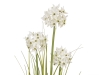 EUROPALMSAllium grass, artificial plant, white, 120 cm