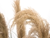 EUROPALMSChinese silvergrass, artificial, 110cm