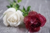EUROPALMSCrystal rose, white, artificial flower, 81cm 12x
