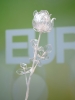 EUROPALMSCrystal rose, clear, artificial flower, 81cm 12x