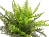 EUROPALMSFern bush in pot, artificial plant, 51 leaves, 48cmArticle-No: 82600215
