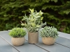 EUROPALMSTable plants in pots, artificial plant, Set of 3Article-No: 82600300