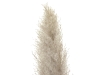JOLIPAPampas grass branch, dried, natural, 137cmArticle-No: 82660002