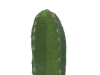 EUROPALMSMexikanischer Kaktus, Kunstpflanze, grün, 97cm