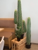 EUROPALMSMexikanischer Kaktus, Kunstpflanze, grün, 97cmArtikel-Nr: 82801070