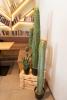 EUROPALMSMixed cactuses, artificial plant, green, 54cmArticle-No: 82803104