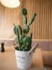 EUROPALMSMixed cactuses, artificial plant, green, 54cmArticle-No: 82803104