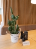 EUROPALMSMixed cactuses, artificial plant, green, 54cm