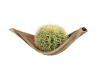 EUROPALMSBarrel Cactus, artificial plant, green, 27cmArticle-No: 82808011