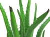 EUROPALMSAloe-Vera-Pflanze, Kunstpflanze, 63cm