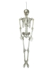 EUROPALMSHalloween Skelett, 150 cm