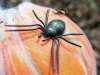 EUROPALMSHalloween Kürbis im Spinnennetz, 25cm